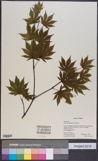 Acer sieboldianum image