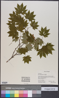 Acer sieboldianum image