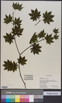 Acer sieboldianum image