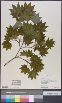 Acer sieboldianum image