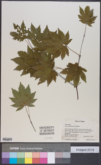 Acer sieboldianum image