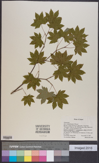 Acer sieboldianum image