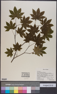 Acer sieboldianum image