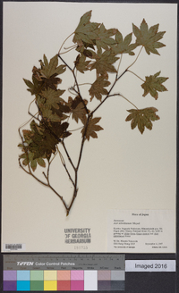 Acer sieboldianum image