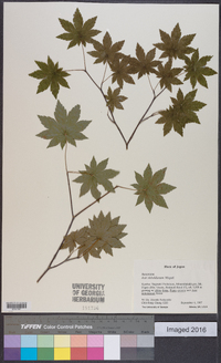 Acer sieboldianum image