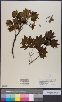 Acer sieboldianum image