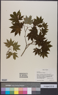 Acer sieboldianum image