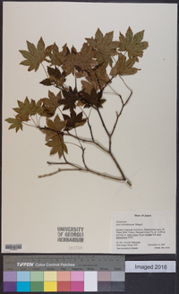 Acer sieboldianum image