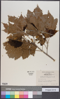 Acer spicatum image