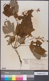 Acer spicatum image