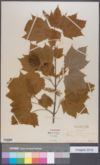 Acer spicatum image