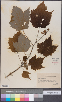 Acer spicatum image