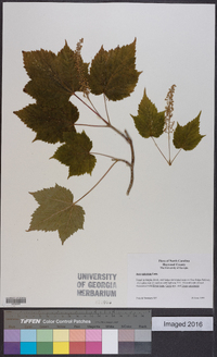 Acer spicatum image