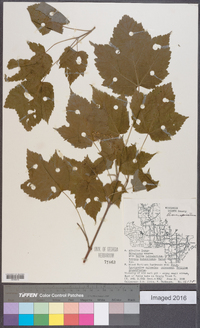 Acer spicatum image