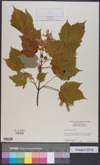 Acer spicatum image