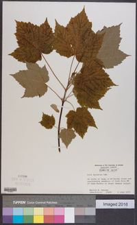 Acer spicatum image