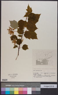 Acer spicatum image