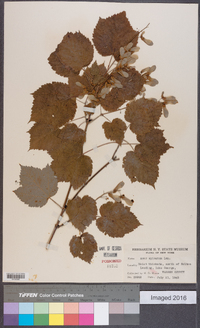 Acer spicatum image