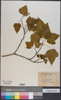 Acer spicatum image