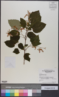 Acer spicatum image