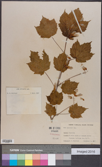 Acer spicatum image