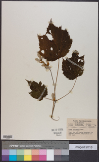 Acer spicatum image