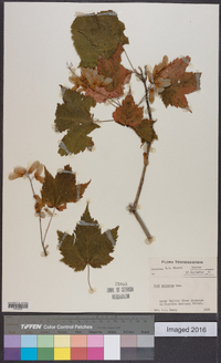 Acer spicatum image