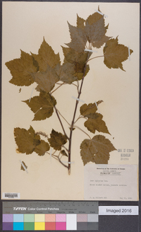 Acer spicatum image