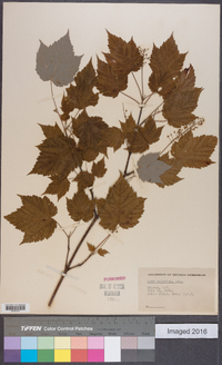 Acer spicatum image