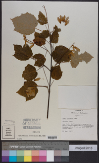 Acer spicatum image