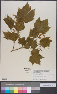 Acer spicatum image