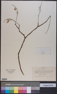 Acer spicatum image