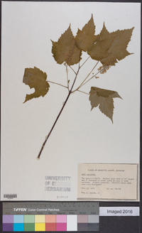 Acer spicatum image