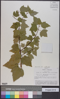 Acer obtusifolium image