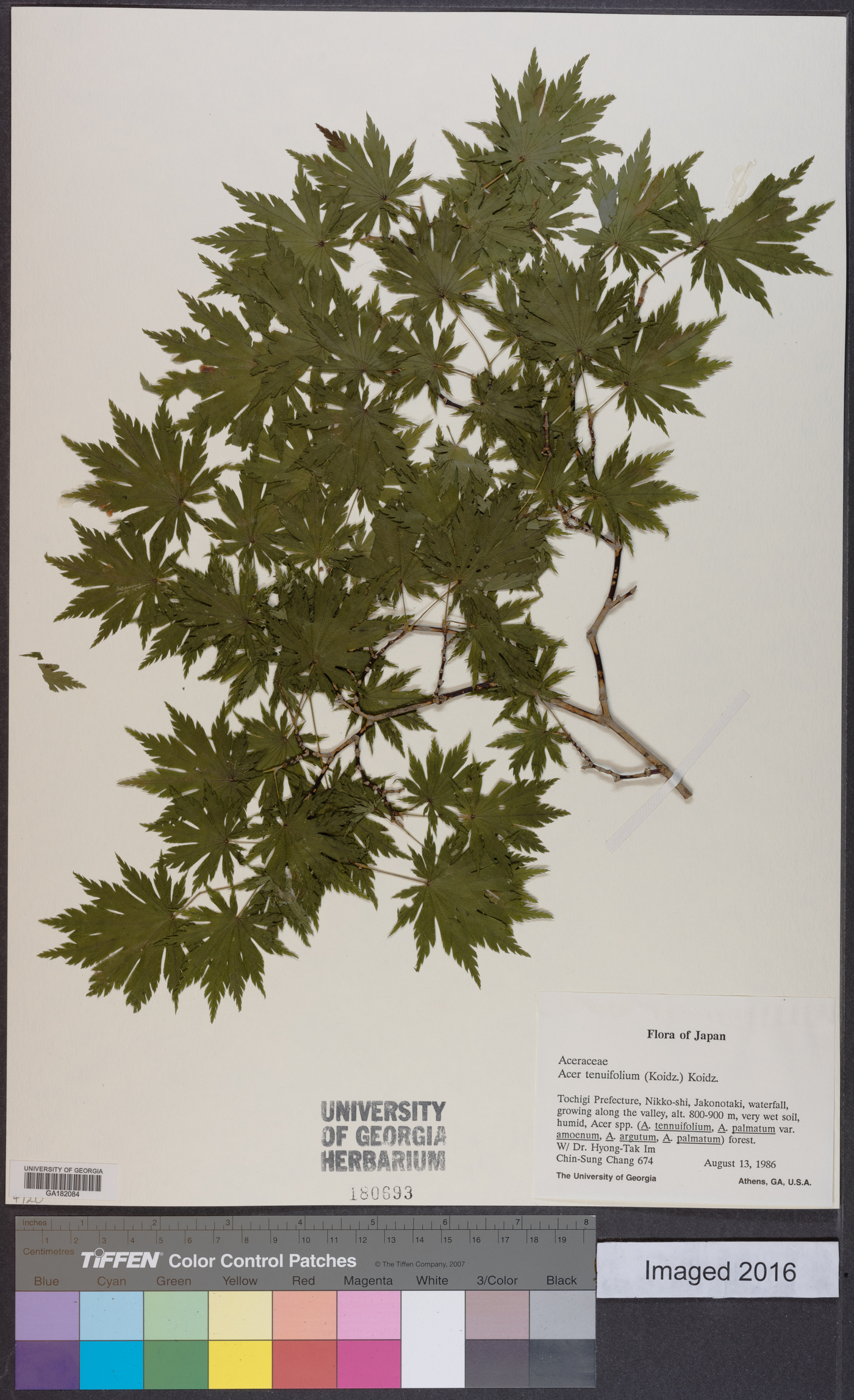 Acer shirasawanum var. tenuifolium image