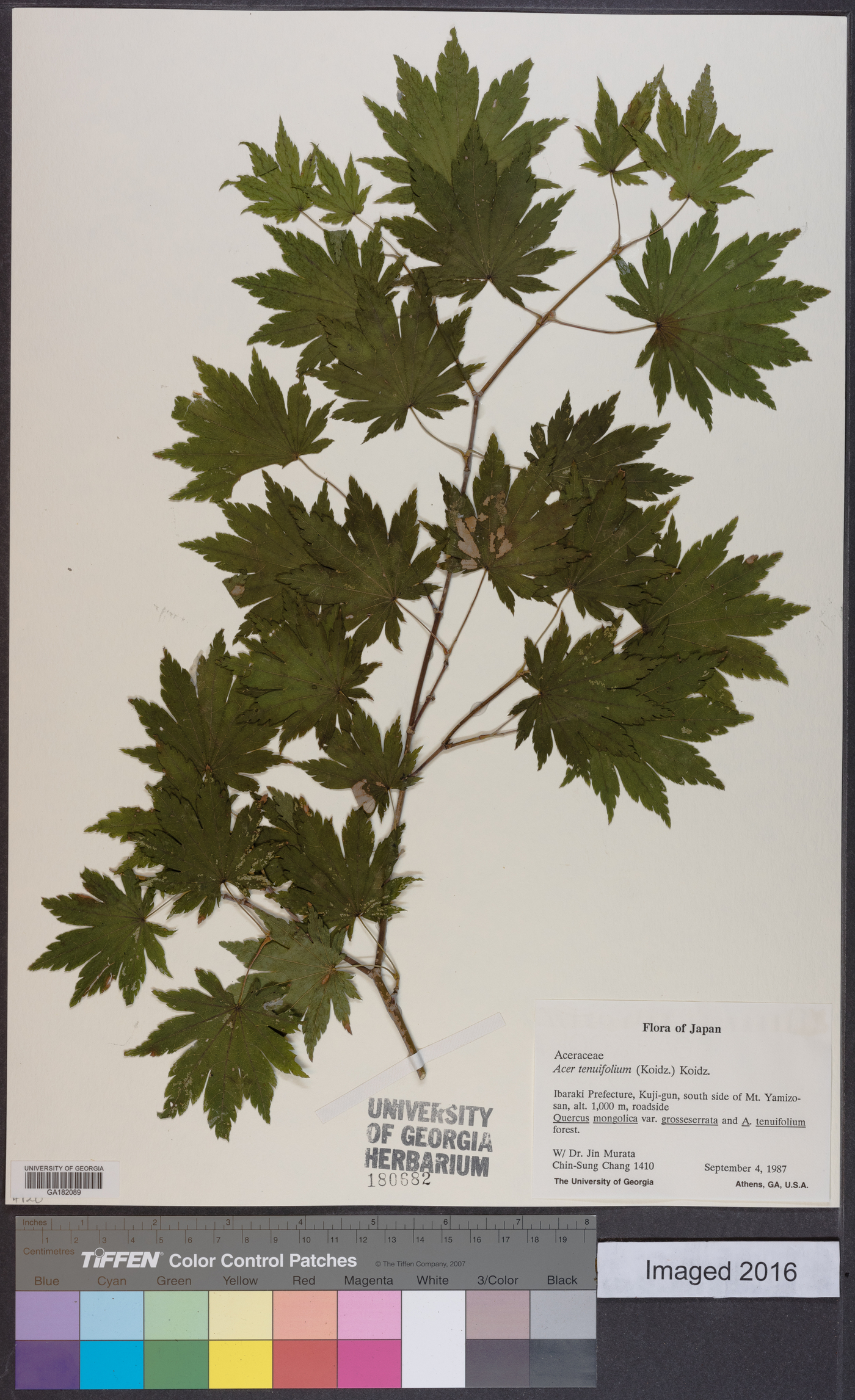 Acer shirasawanum image