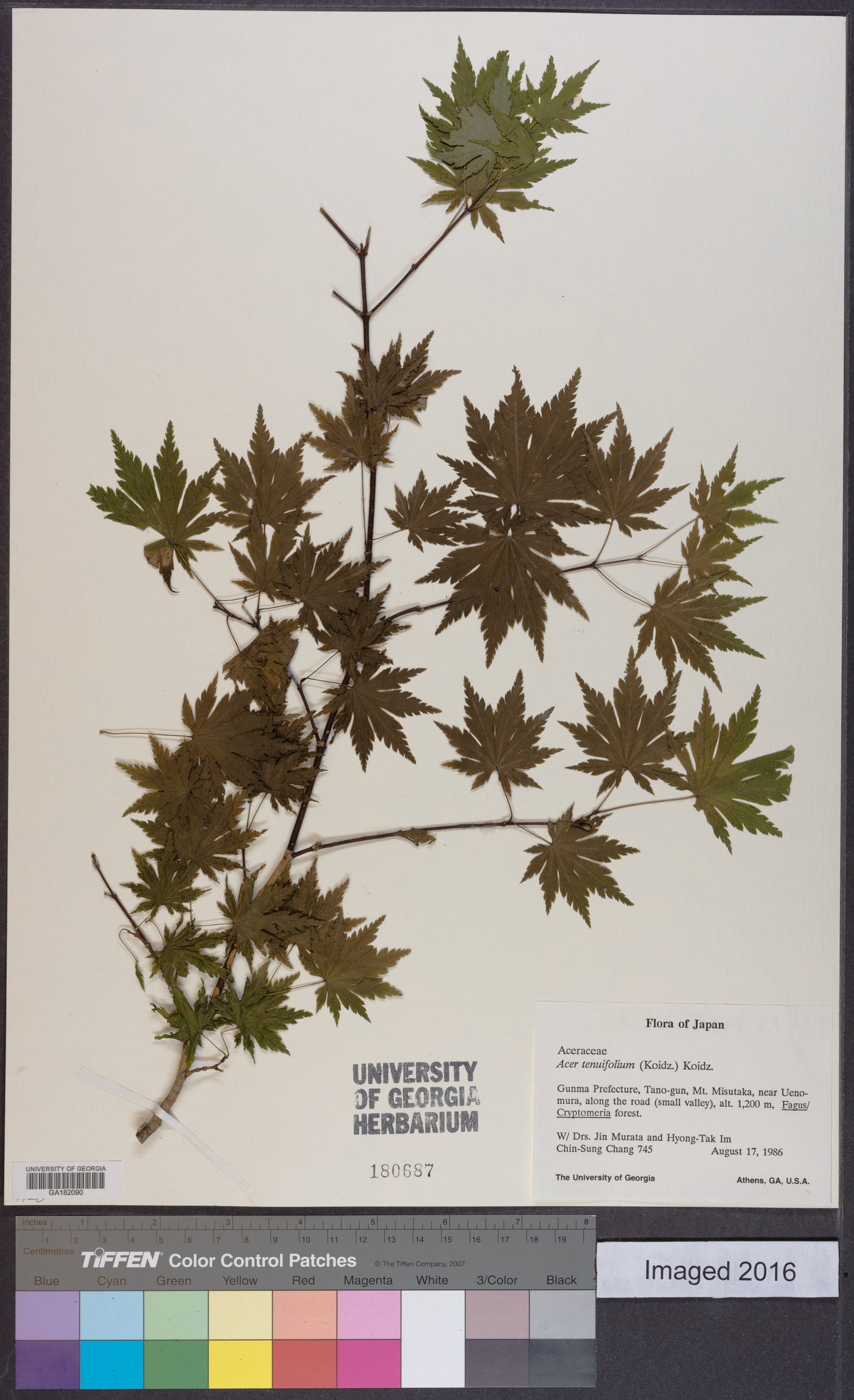 Acer shirasawanum var. tenuifolium image