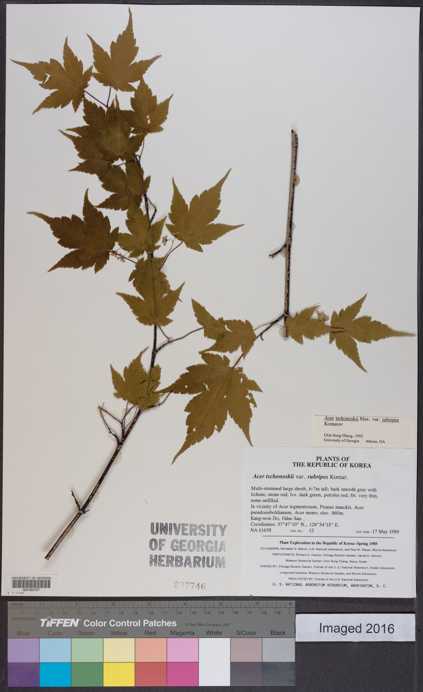 Acer tschonoskii subsp. koreanum image