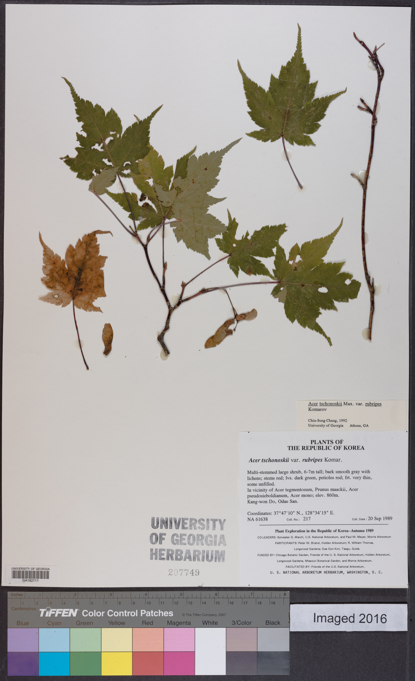 Acer tschonoskii image