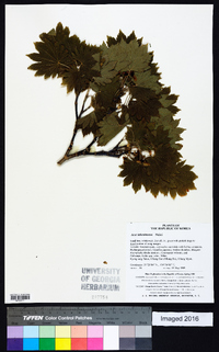 Acer pseudosieboldianum image