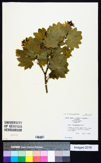 Acer macrophyllum image