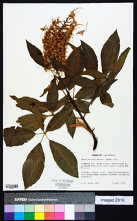 Aesculus californica image