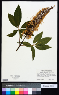 Aesculus californica image