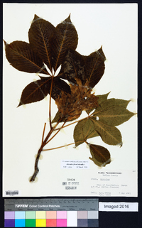 Aesculus flava image