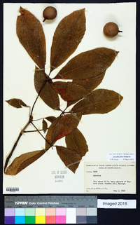 Aesculus flava image