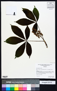 Aesculus flava image