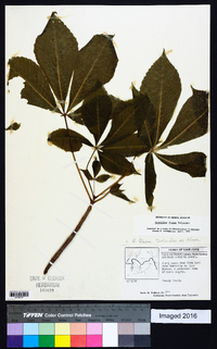 Aesculus flava image