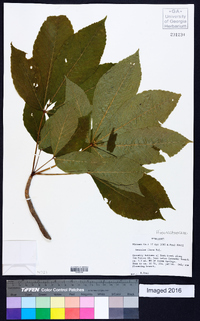 Aesculus flava image