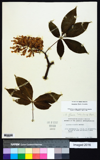 Aesculus flava image