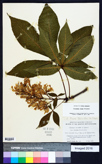 Aesculus flava image